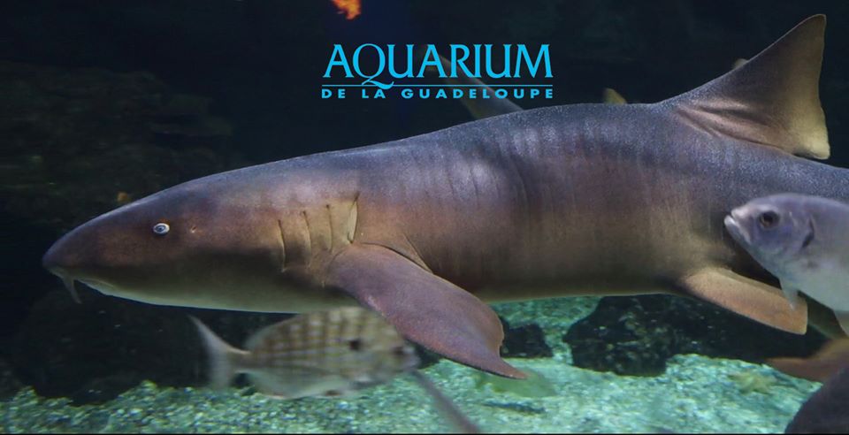 AQUARIUM DE LA GUADELOUPE