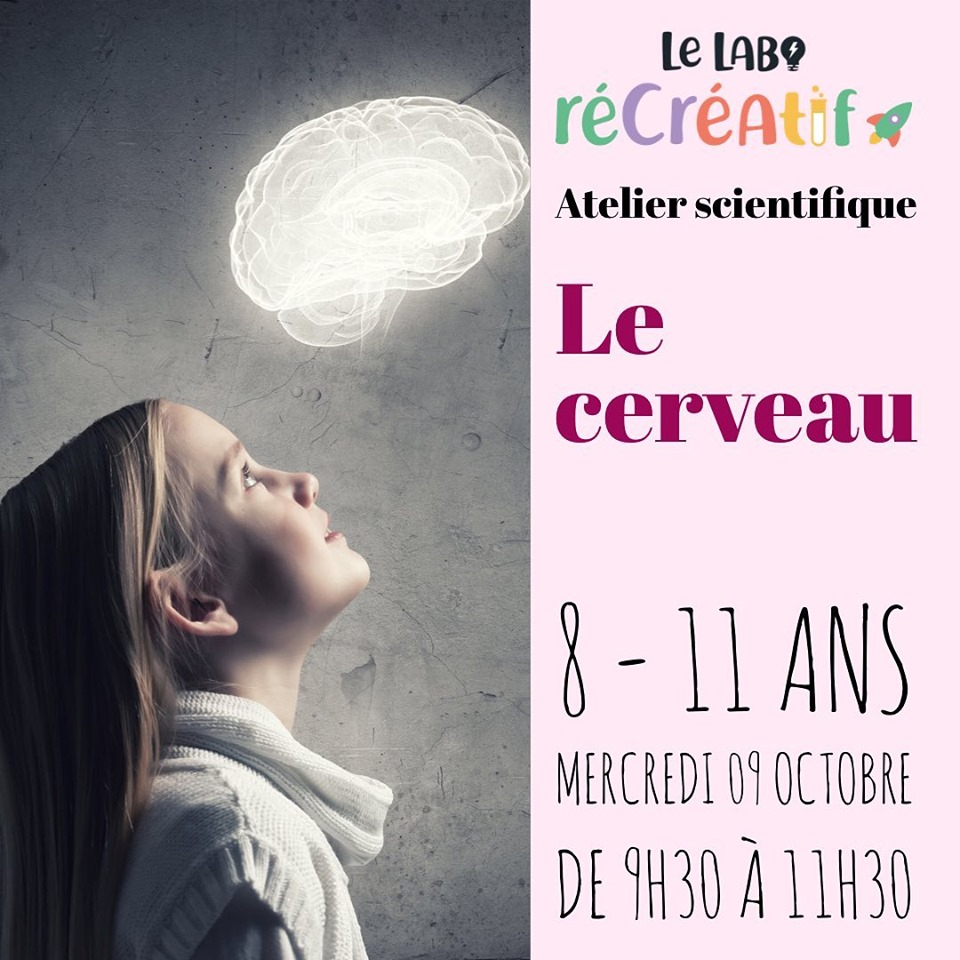 Le mercredi 09 Octobre : le cerveau –  8-11 ans.