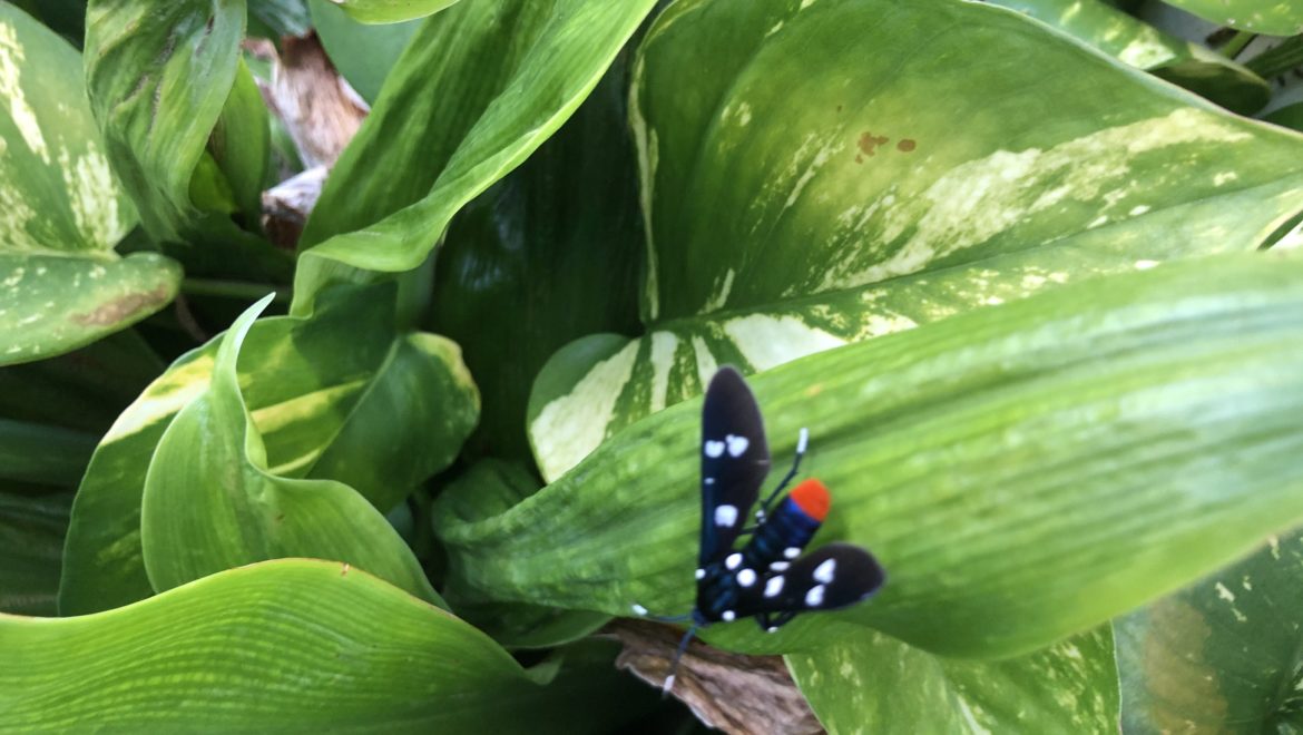 Nature.jpg