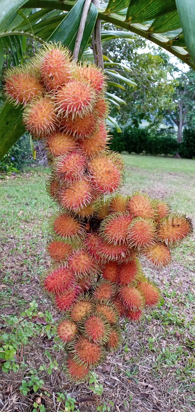 VISITEZ LE PARC FRUITIER ET PAYSAGER DU LAMENTIN