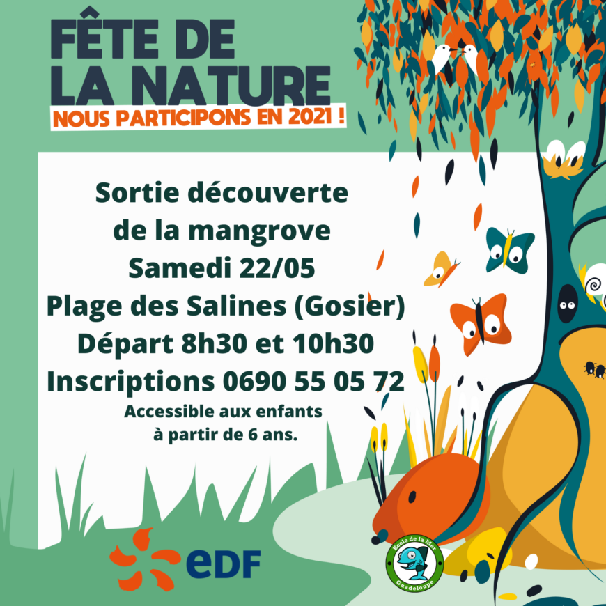Sortie découverte de la Mangrove – Gosier